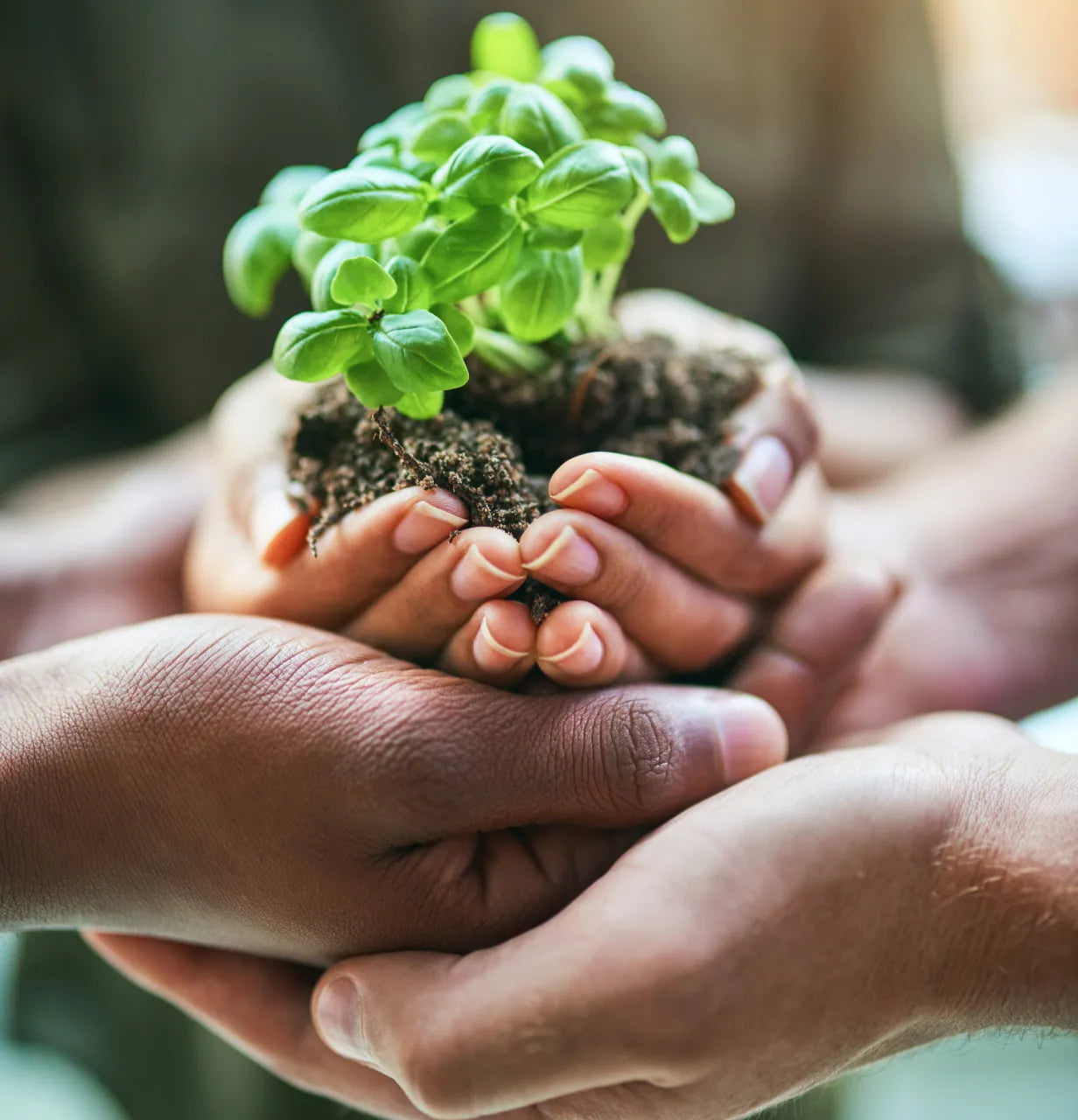 Three sets of hands stacked underneath one another, with the smallest hands cupping a sprouting plant in soil.
