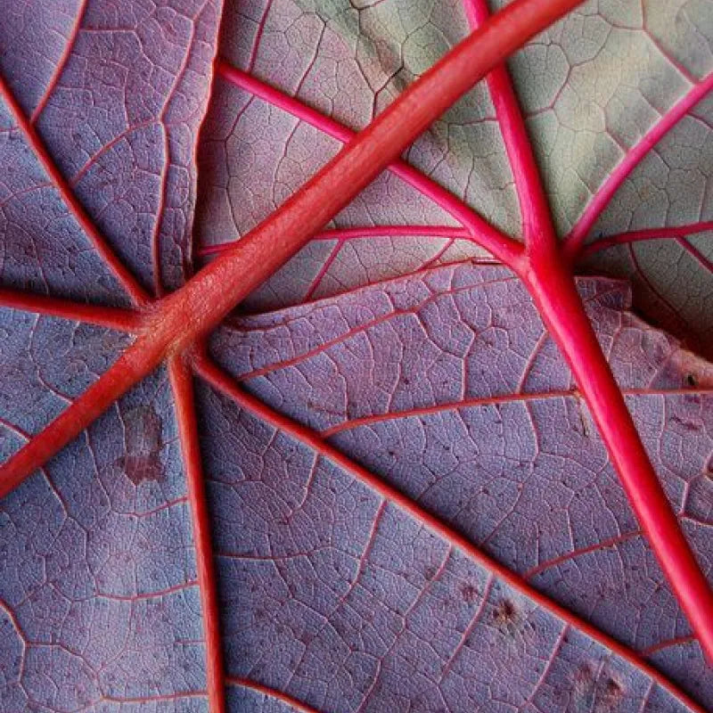 A close up of the red veins and purple leaves on swiss chard.